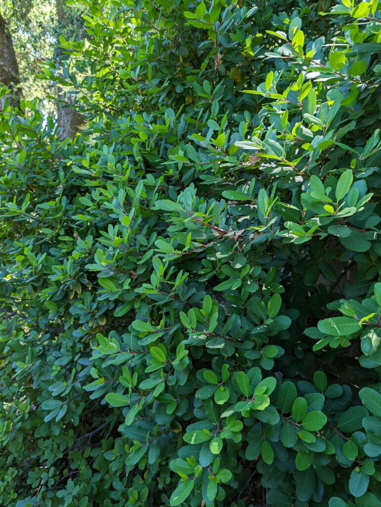 Frangula (Rhamnus) californica 'Olema' - California coffeeberry