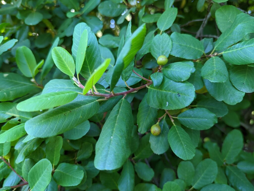 Frangula (Rhamnus) californica 'Olema' - California coffeeberry