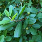 Frangula (Rhamnus) californica 'Olema' - California coffeeberry
