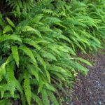 Blechnum (Struthiopteris) spicant - deer fern