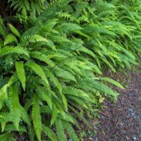 Blechnum (Struthiopteris) spicant