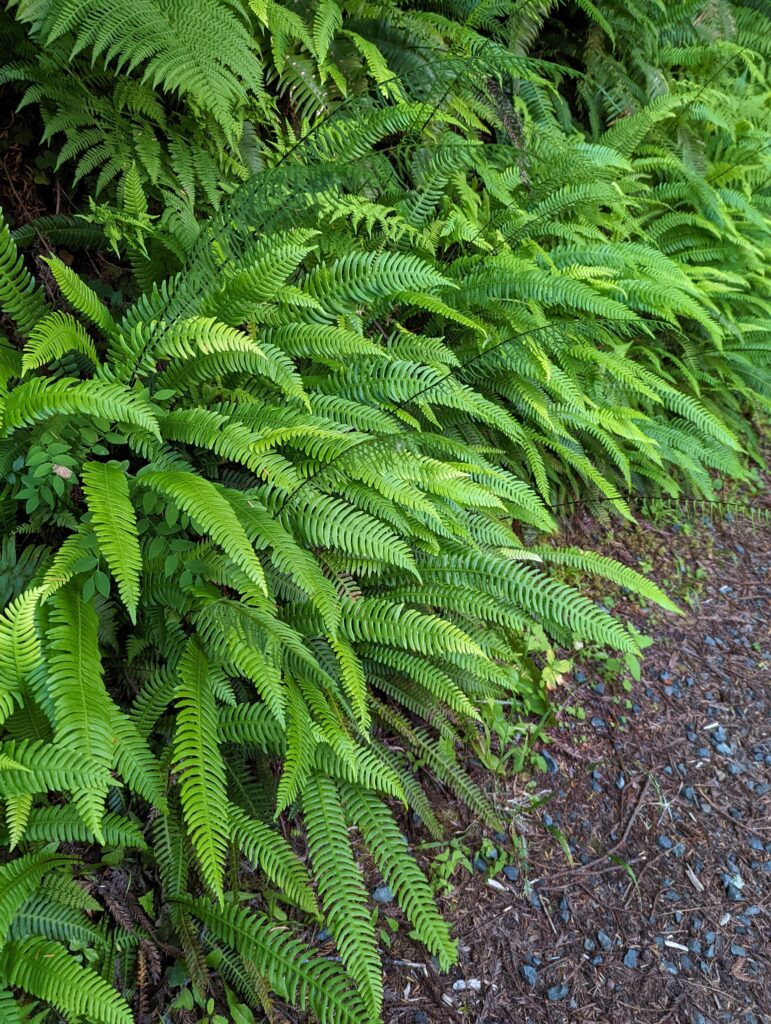 Blechnum (Struthiopteris) spicant - deer fern