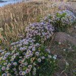 Erigeron glaucus - seaside daisy