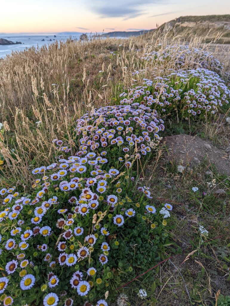 Erigeron glaucus - seaside daisy