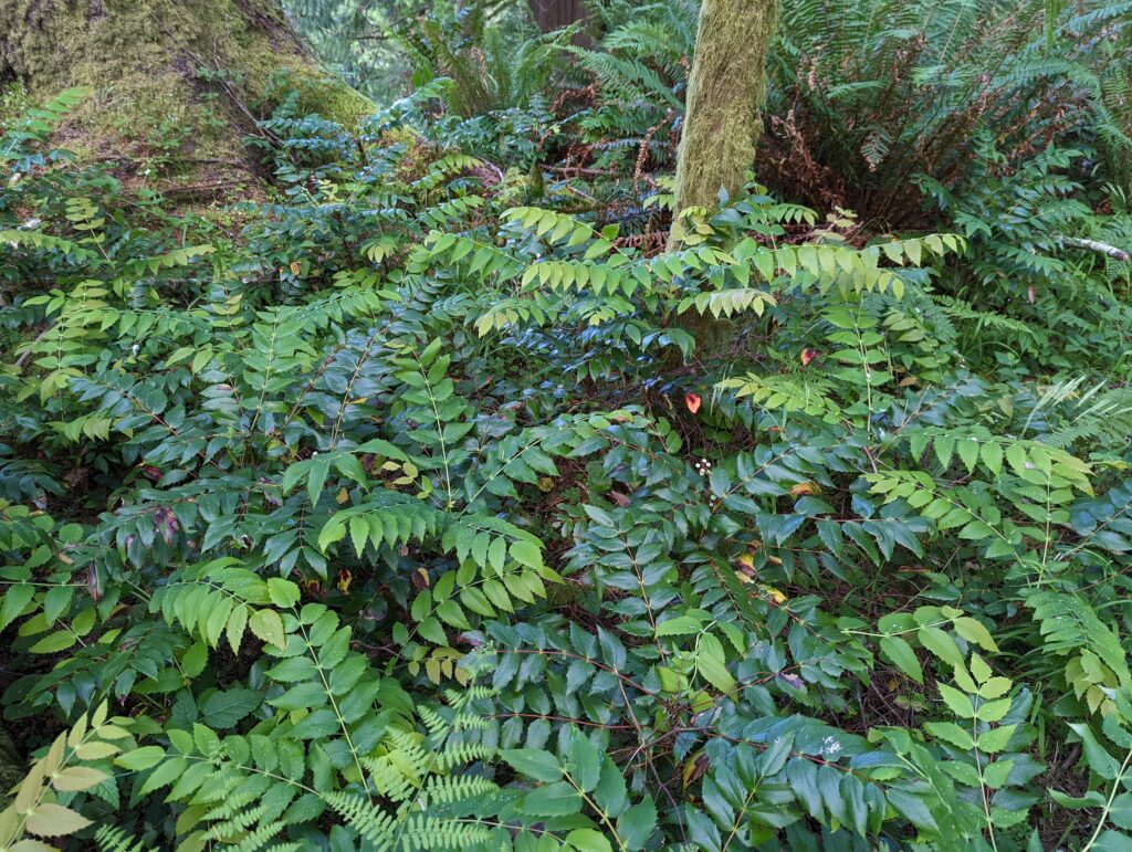 Berberis (Mahonia) nervosa - longleaf mahonia