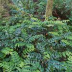 Berberis (Mahonia) nervosa - longleaf mahonia