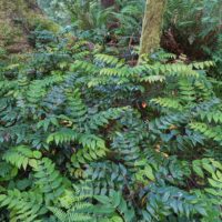 Berberis (Mahonia) nervosa
