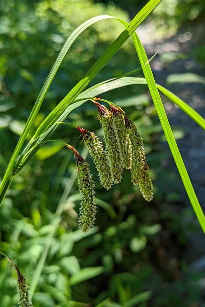 Carex mertensii - Mertens' sedge