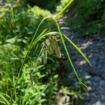 Carex mertensii - Mertens' sedge