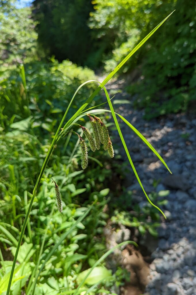 Carex mertensii - Mertens' sedge