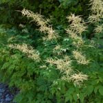 Aruncus dioicus - goat's beard
