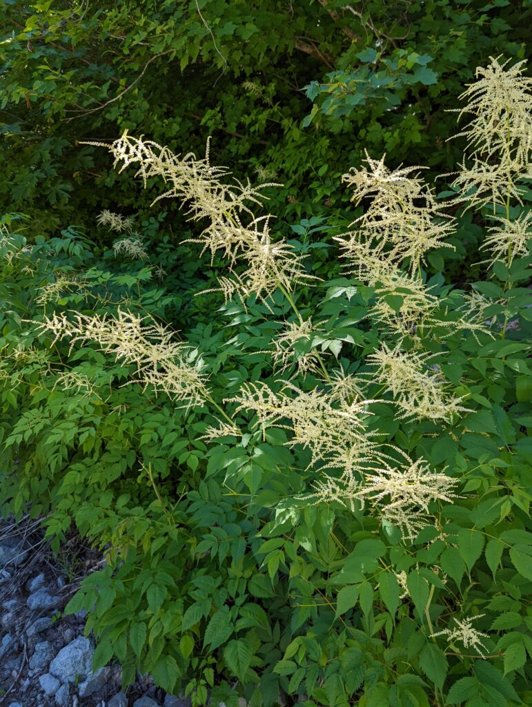 Aruncus dioicus - goat's beard