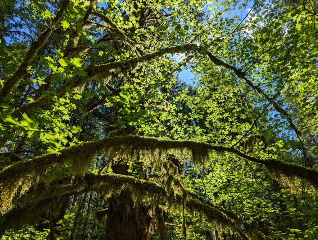 Acer circinatum - vine maple