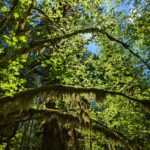 Acer circinatum - vine maple