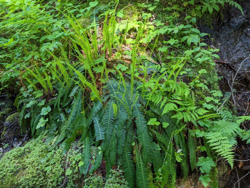 Blechnum (Struthiopteris) spicant - deer fern