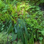 Blechnum (Struthiopteris) spicant - deer fern