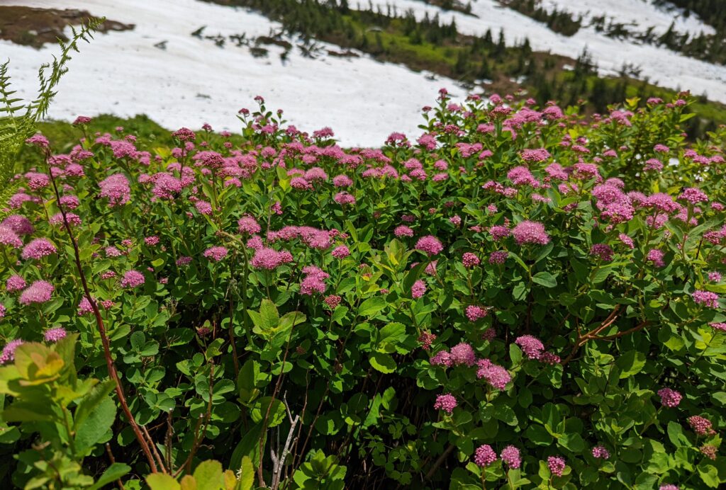 Spiraea splendens - rose meadowsweet