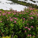 Spiraea splendens - rose meadowsweet