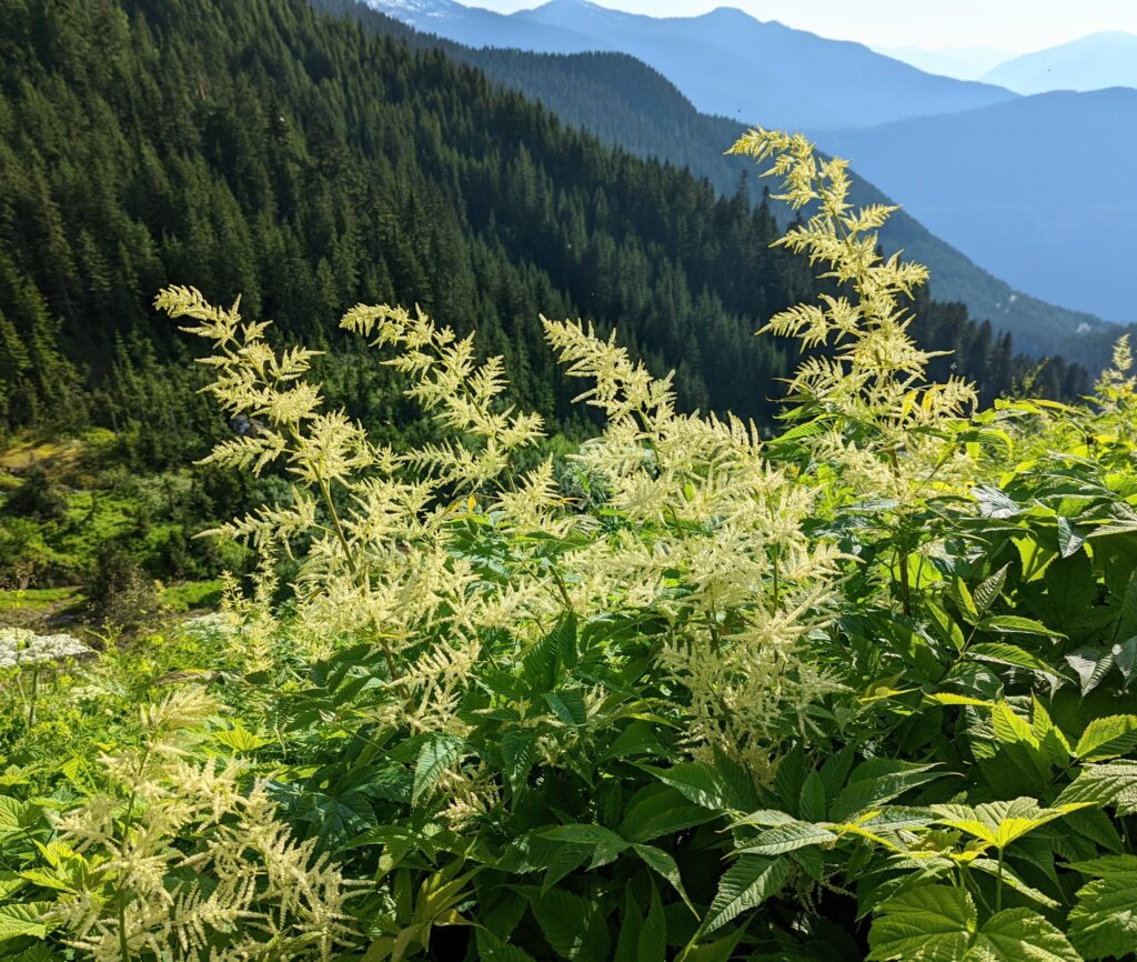 Aruncus dioicus - goat's beard
