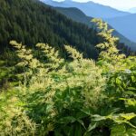 Aruncus dioicus - goat's beard