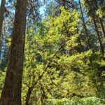 Acer circinatum - vine maple