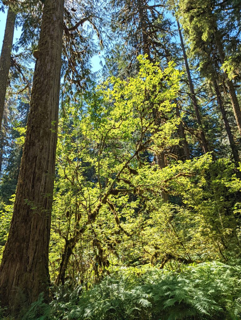 Acer circinatum - vine maple