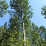 Populus tremuloides - quaking aspen
