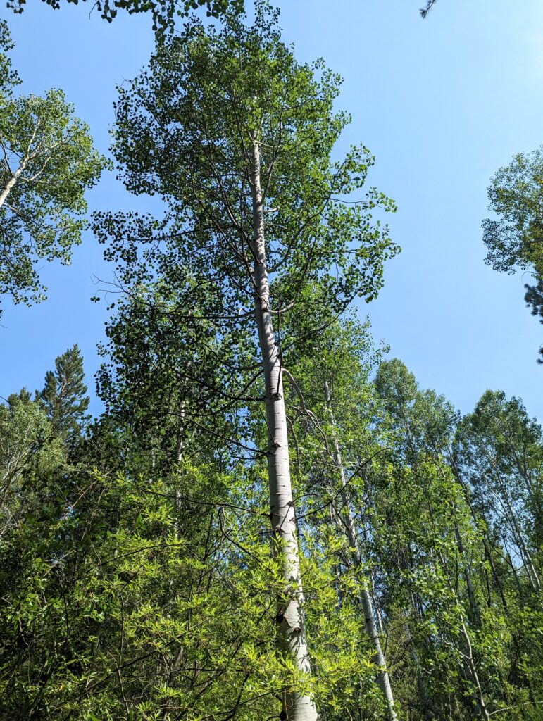 Populus tremuloides - quaking aspen