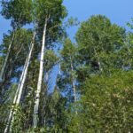 Populus tremuloides - quaking aspen
