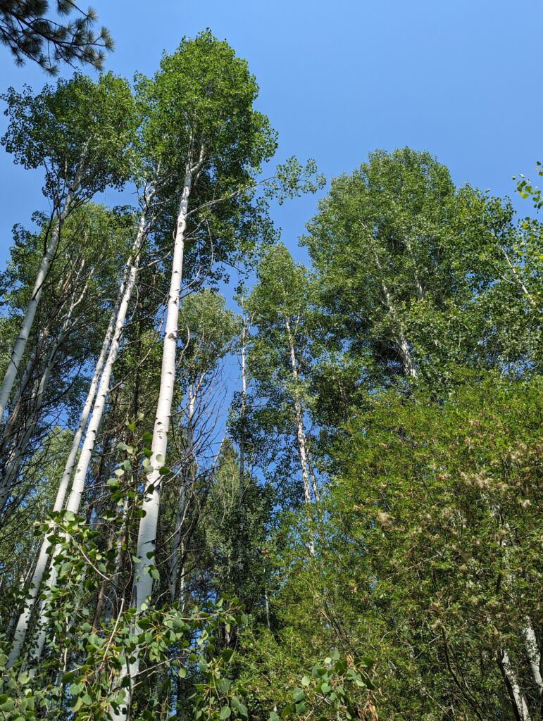 Populus tremuloides - quaking aspen