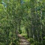 Populus tremuloides - quaking aspen
