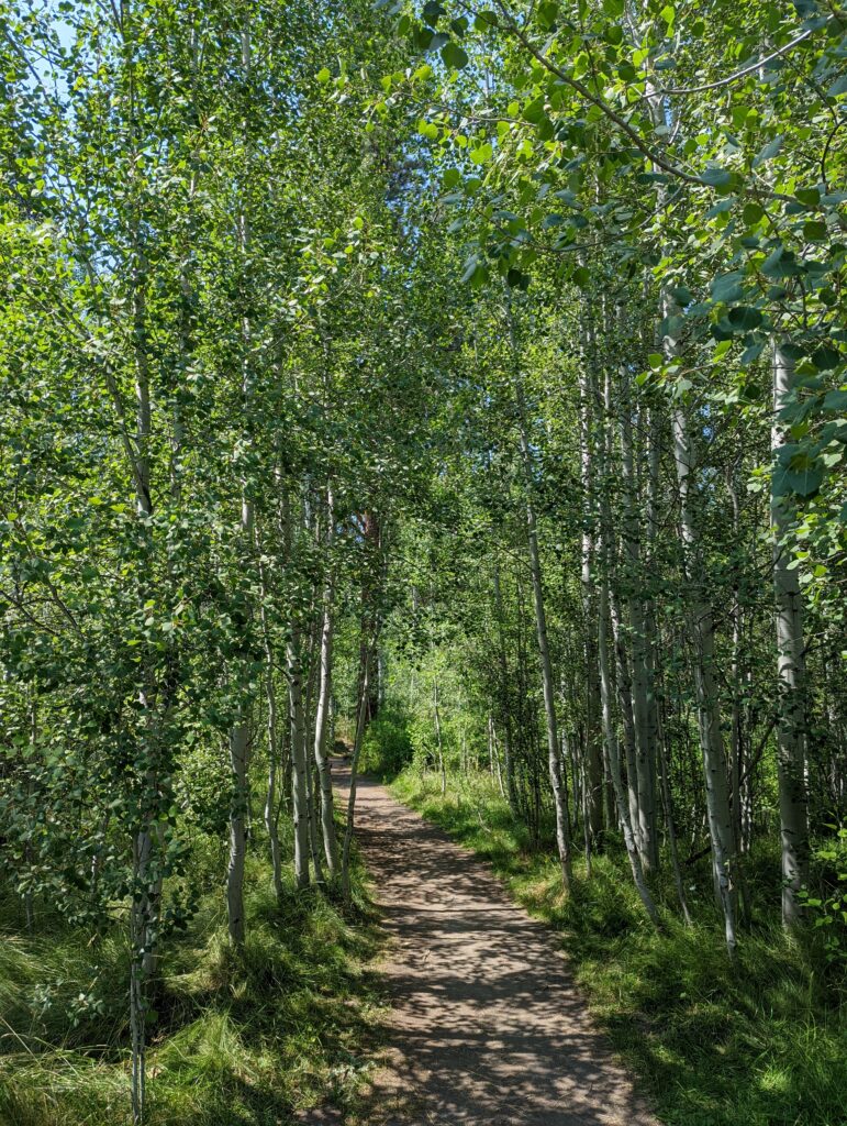 Populus tremuloides - quaking aspen