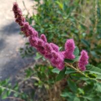 Spiraea douglasii - western spirea, rose spirea