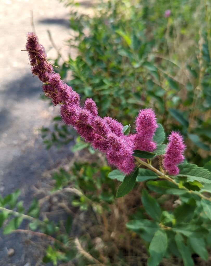 Spiraea douglasii - western spirea, rose spirea