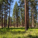 Pinus ponderosa - ponderosa pine