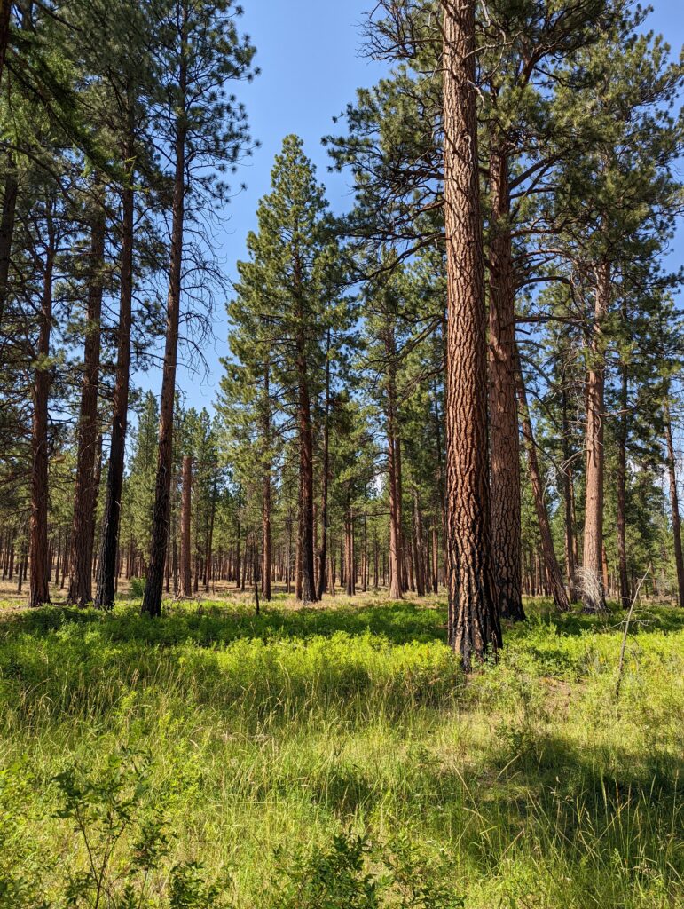 Pinus ponderosa - ponderosa pine