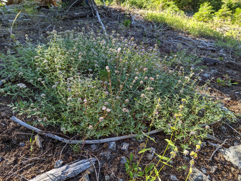 Monardella odoratissima - mountain coyote mint, mountain pennyroyal
