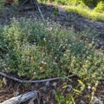 Monardella odoratissima - mountain coyote mint, mountain pennyroyal