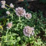 Monardella odoratissima - mountain coyote mint, mountain pennyroyal