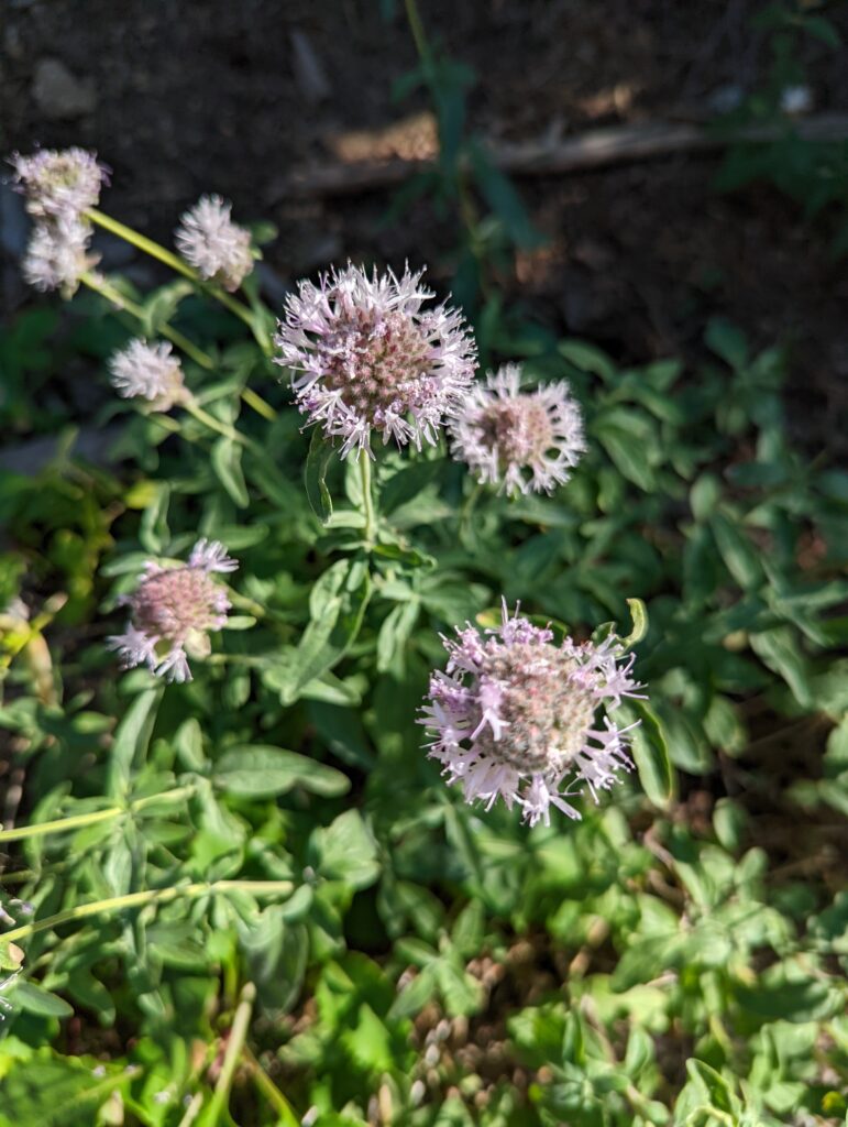 Monardella odoratissima - mountain coyote mint, mountain pennyroyal