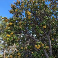 Chrysolepis chrysophylla var. chrysophylla - golden chinquapin
