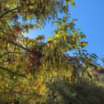 Fraxinus latifolia - Oregon ash
