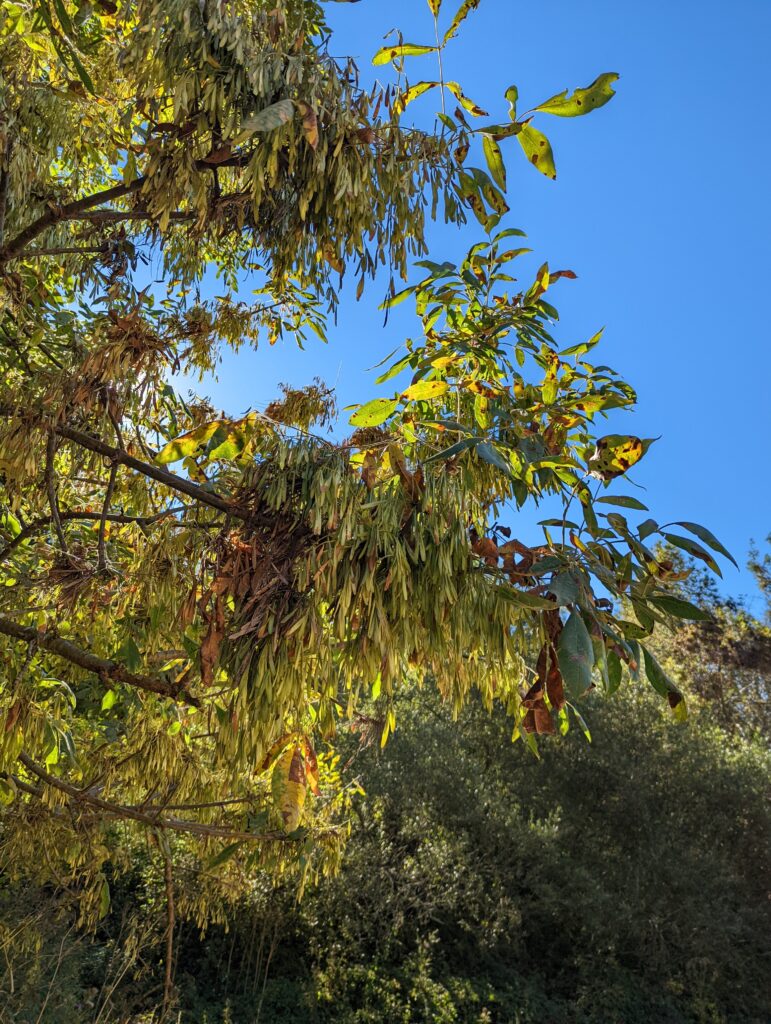 Fraxinus latifolia - Oregon ash