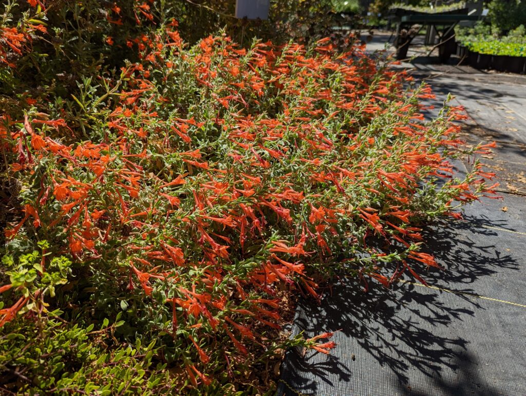 Epilobium canum 'Cloverdale' - California fuchsia