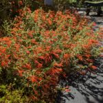 Epilobium canum 'Cloverdale' - California fuchsia