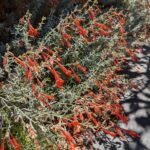 Epilobium 'Chaparral Silver' - California fuchsia