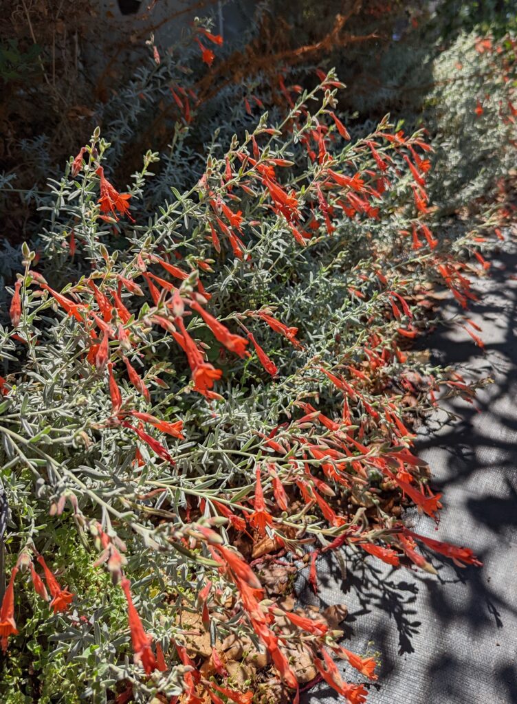 Epilobium 'Chaparral Silver' - California fuchsia