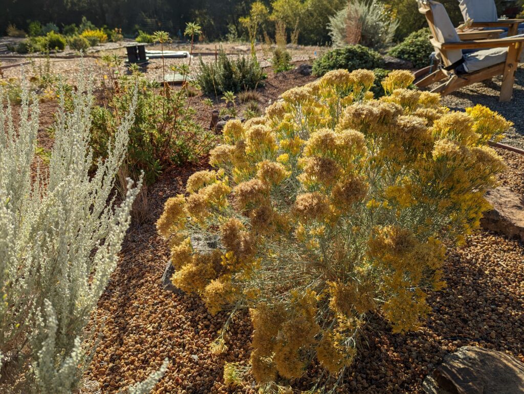 Ericameria nauseosa - showy rabbitbrush