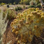 Ericameria nauseosa - showy rabbitbrush