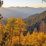 Populus tremuloides - quaking aspen